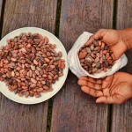 Cacao Beans