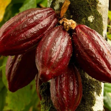 Cacao Beans